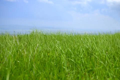 Green grass background. Selective focus with shallow depth of field. Stock Photos