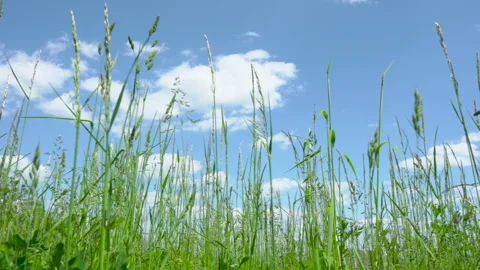 Green grass on the background of the sky with clouds Stock Footage 243202665