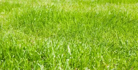 Green grass background in spring Stock Photos