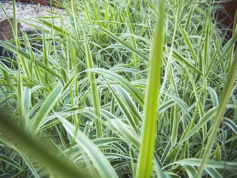 Green grass, background, spring, summer. Close-up photo Stock Photos