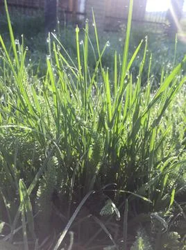Green grass background with sun Stock Photos