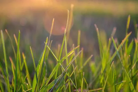 Green grass background with sun on sunset. Soft focus Stock Photos