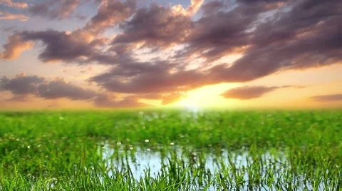 Green grass on a background sunset Stock Footage 8560155