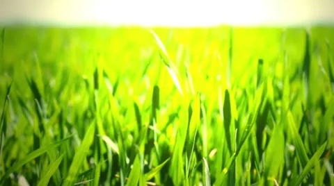 Green grass on a background sunset Stock Footage 47802315
