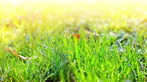 Green grass on a background sunset Stock Footage 104622149