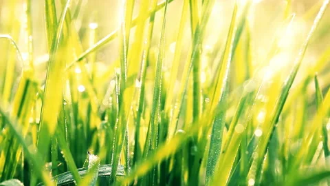 Green grass on a background sunset Stock Footage 104673613