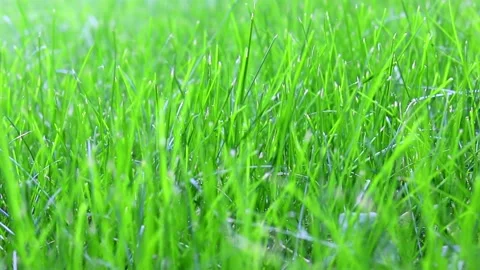 Green grass background swaying in the wind . Young greenery in motion. Stock Footage 141003401