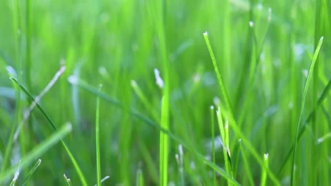 Green grass background swaying in the wind . Young greenery in motion. Stock Footage 144113720