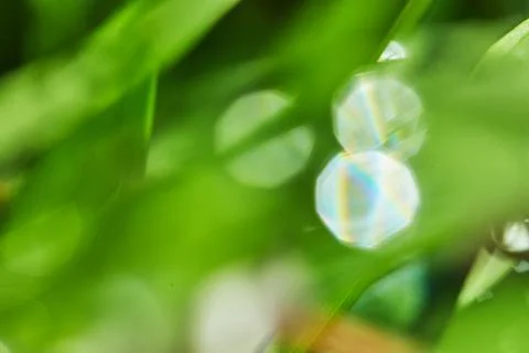Green grass background texture and surface with shiny dew drops in blur Stock Photos