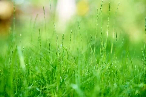 Green grass background texture with copy space Stock Photos