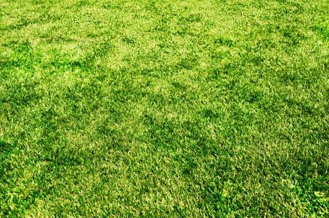 Green grass background texture. Element for design. Stock Photos