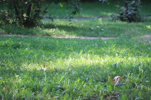 Green grass background texture. Element of design. 库存照片