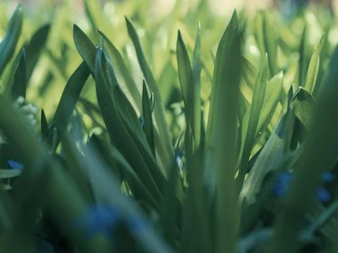 Green grass background texture. Field of fresh green grass texture as a Stock Photos