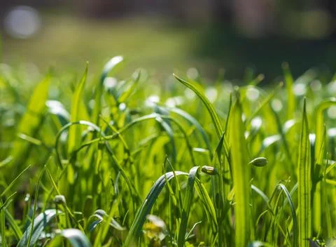 Green grass background texture. Field of fresh green grass texture as a Stock Photos