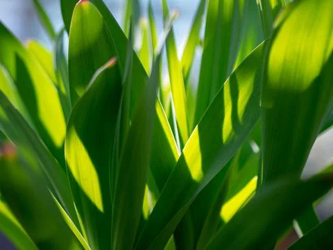 Green grass background texture. Field of fresh green grass texture as a Stock Photos