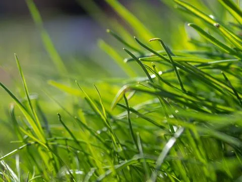 Green grass background texture. Field of fresh green grass texture as a Stock Photos