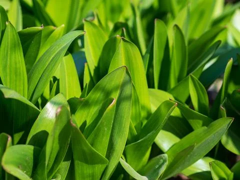 Green grass background texture. Field of fresh green grass texture as a Stock Photos