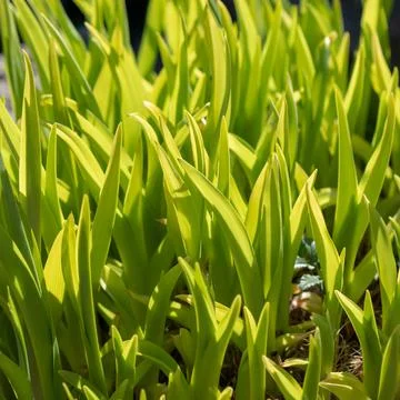 Green grass background texture. Field of fresh green grass texture as a Stock Photos