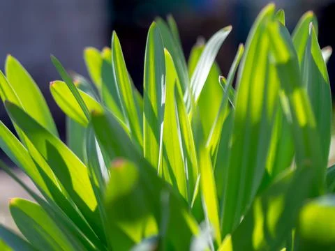 Green grass background texture. Field of fresh green grass texture as a Stock Photos
