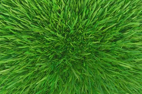 Green grass. background texture. fresh spring green grass. 3d rendering. Illustrazione stock