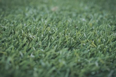 Green grass. background texture. fresh spring green grass. Stock Photos