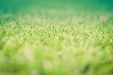 Green grass. background texture. fresh spring green grass. Stock Photos