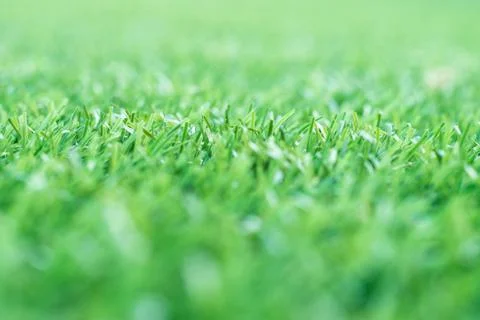 Green grass. background texture. fresh spring green grass. Stock Photos