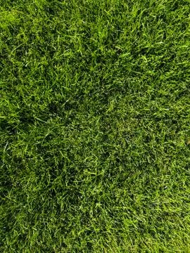Green grass background texture. Golf or football field. Background and textur Stock Photos