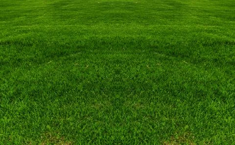 Green grass background texture Stock Photos