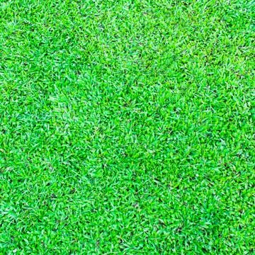 Green grass background texture. Stock Photos