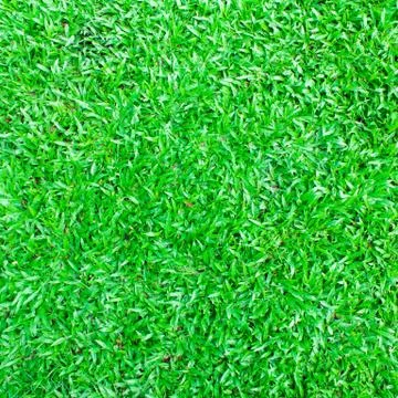 Green grass background texture Stock Photos