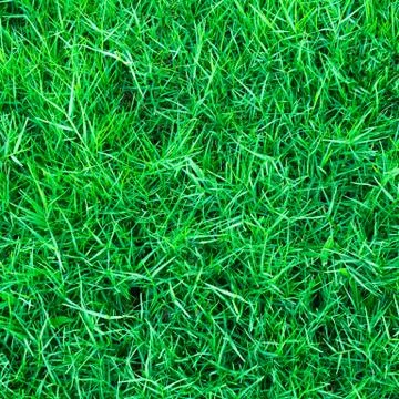 Green grass background texture Stock Photos