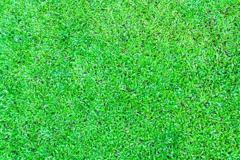 Green grass background texture. Stock Photos