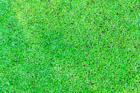 Green grass background texture. Stock Photos