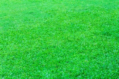 Green grass background texture. Stock Photos