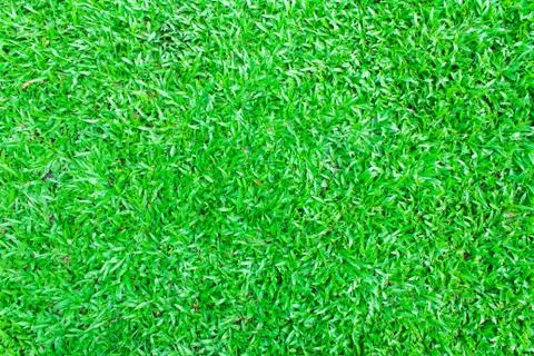 Green grass background texture Stock Photos
