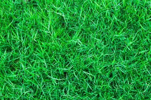 Green grass background texture Stock Photos