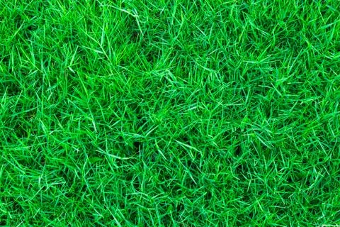 Green grass background texture Stock Photos