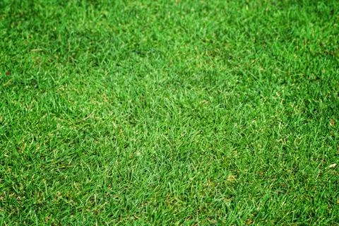 Green grass background texture. Stock Photos