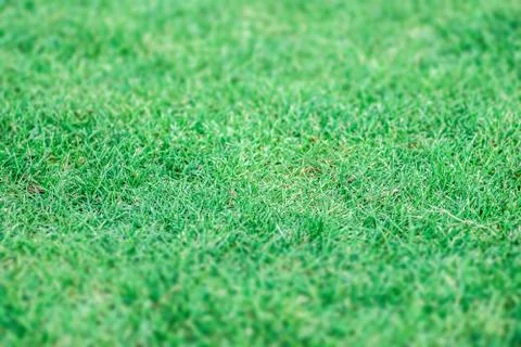 Green grass background texture. Stock Photos