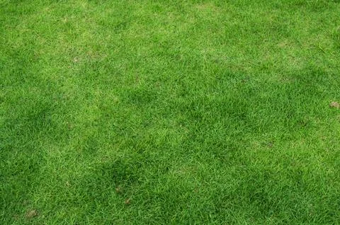 Green grass background texture. Stock Photos