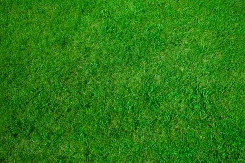 Green grass background texture Stock Photos