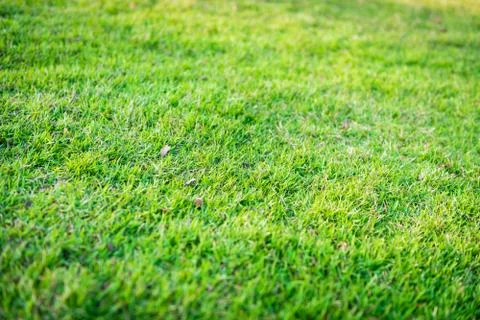 Green grass background texture 写真素材