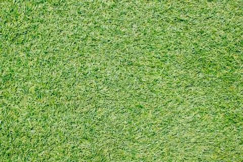 Green grass background texture. Stock Photos