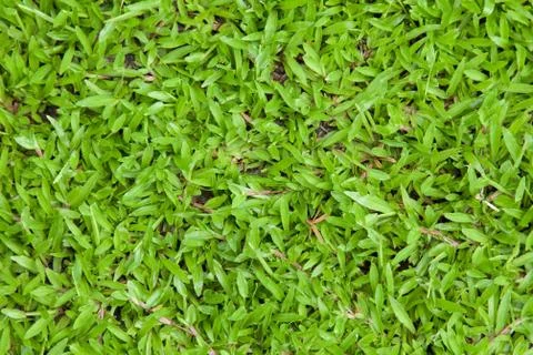 Green grass background texture. Stock Photos