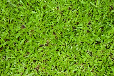 Green grass background texture. Stock Photos