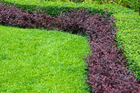 Green grass background texture Stock Photos