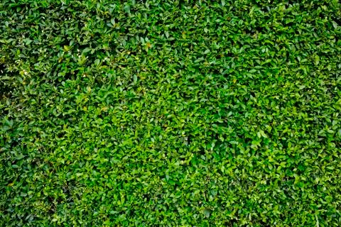 Green grass background texture. Stock Photos