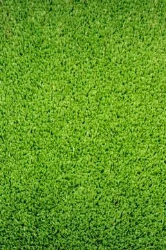 Green grass background texture. Stock Photos
