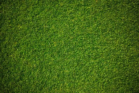 Green grass background texture. Stock Photos